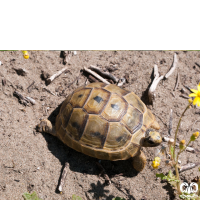 گونه لاکپشت مهمیزدار Mediterranean Spur-thighed Tortoise